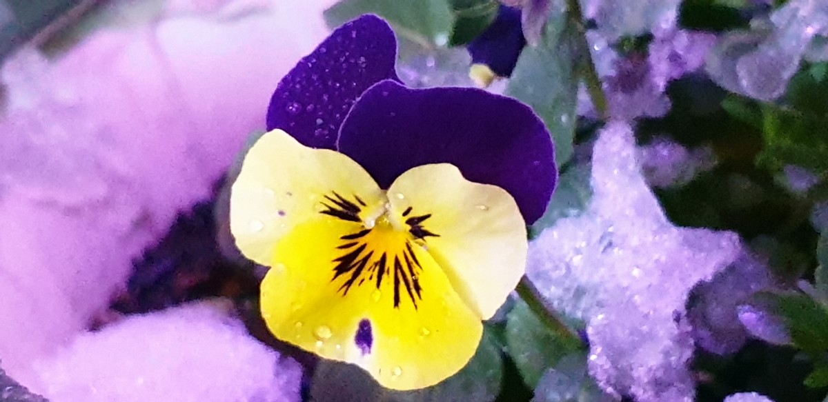a729c365fcaae70969b84d33ee6b7fdd_1552705422_7183.jpg